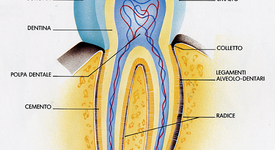 I denti: come sono fatti