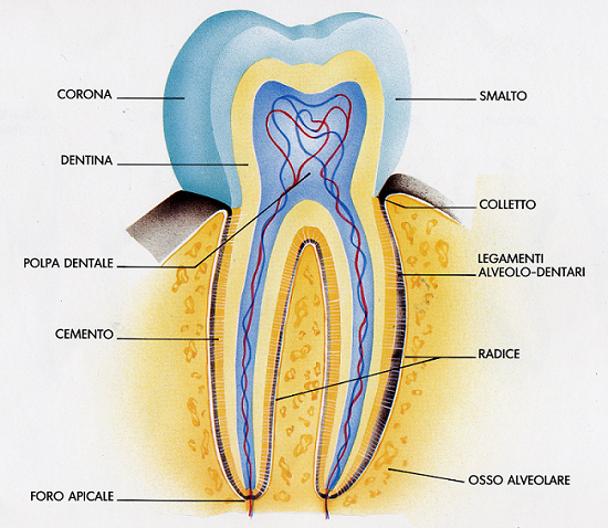 dentista in rete - I denti: come sono fatti