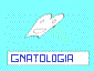 gnatologia