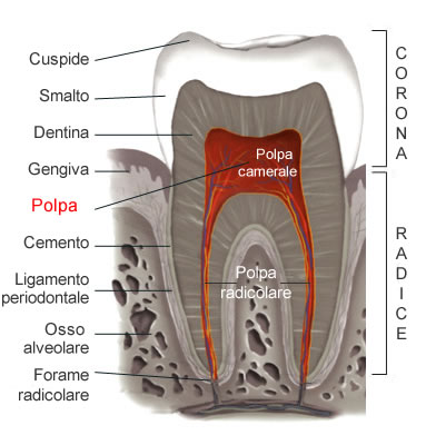 Varietà anatomica canalare